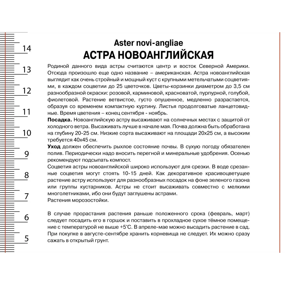 Астра новоанглийская Пепл Доум - многолетнее корневище 89433500 ПОИСК STLM-1571335 - Вид №2