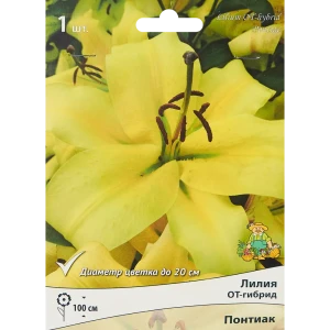 Лилия от-гибрид Понтиак 85205724 STLM-2023004