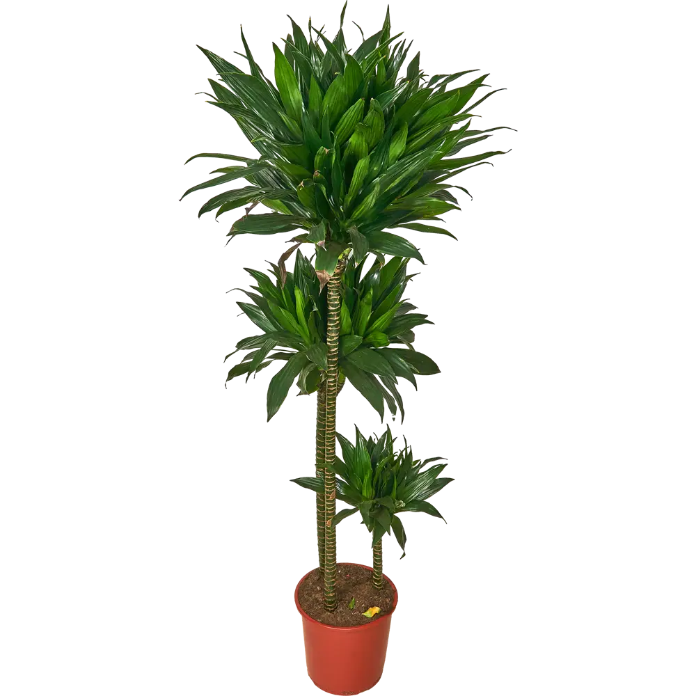 Santreyd Драцена Фрагранс Росток — вечнозеленая пальма для интерьера 84586886 STLM-0963420