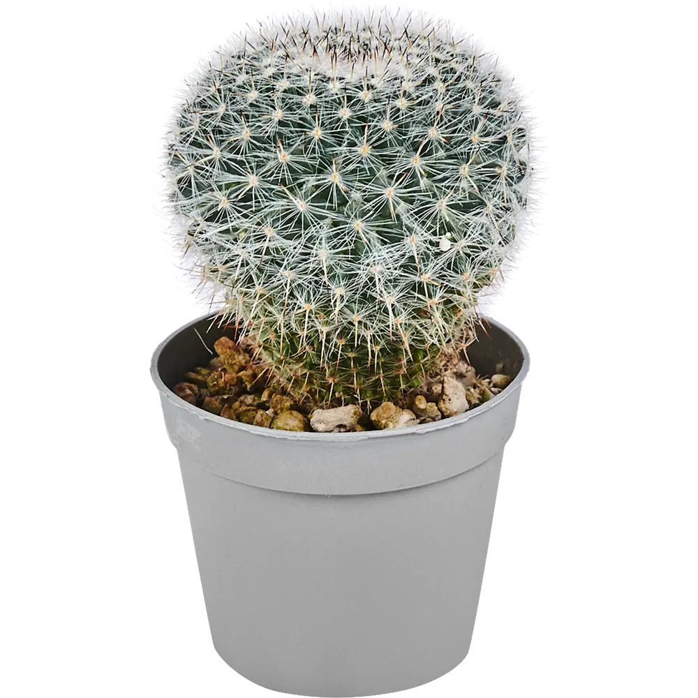 Santreyd Кактус микс - вечнозеленый суккулент для интерьера 82894896 STLM-0037676 - Вид №4