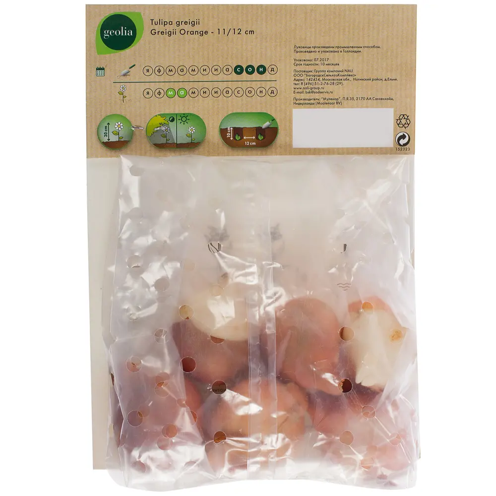 Тюльпан Greigii Orange GEOLIA 11/12 6/36 STLM-2053288 - Вид №2