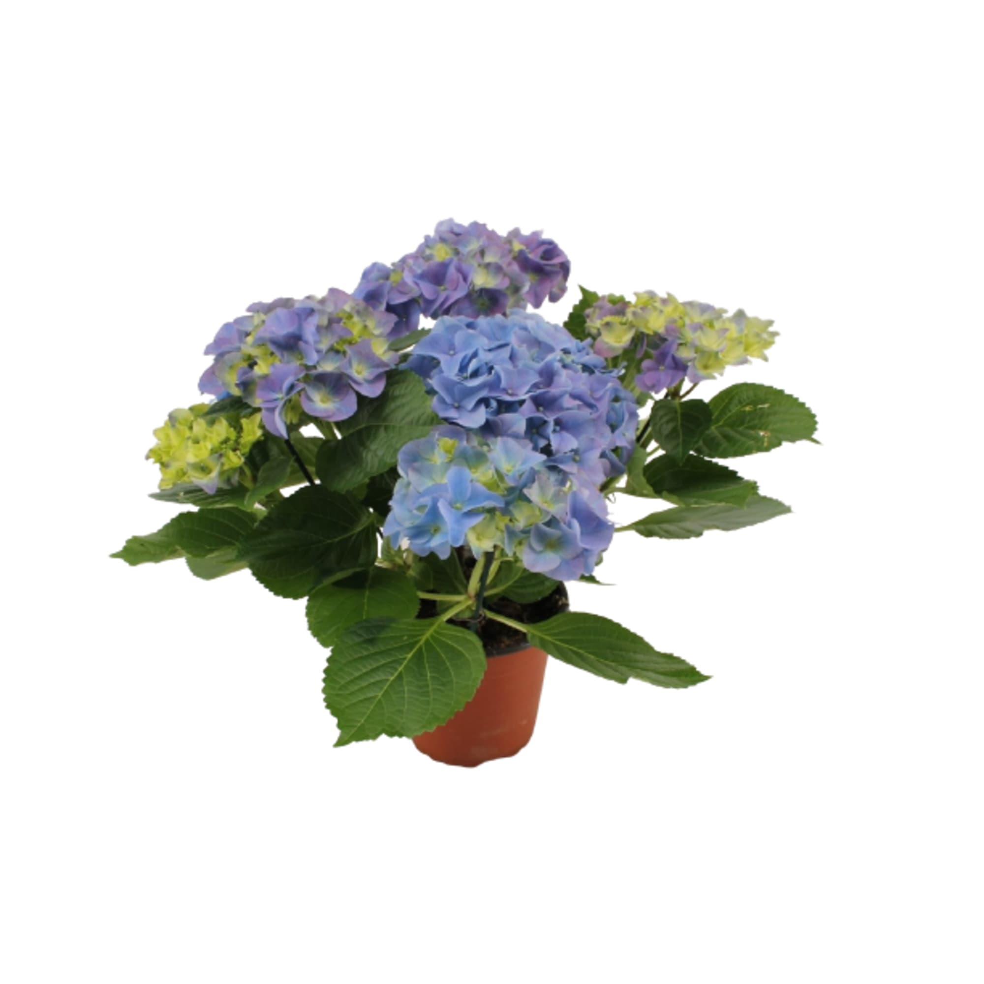 89670791 Гортензия макрофилла микс ø9 h15 см Santreyd 