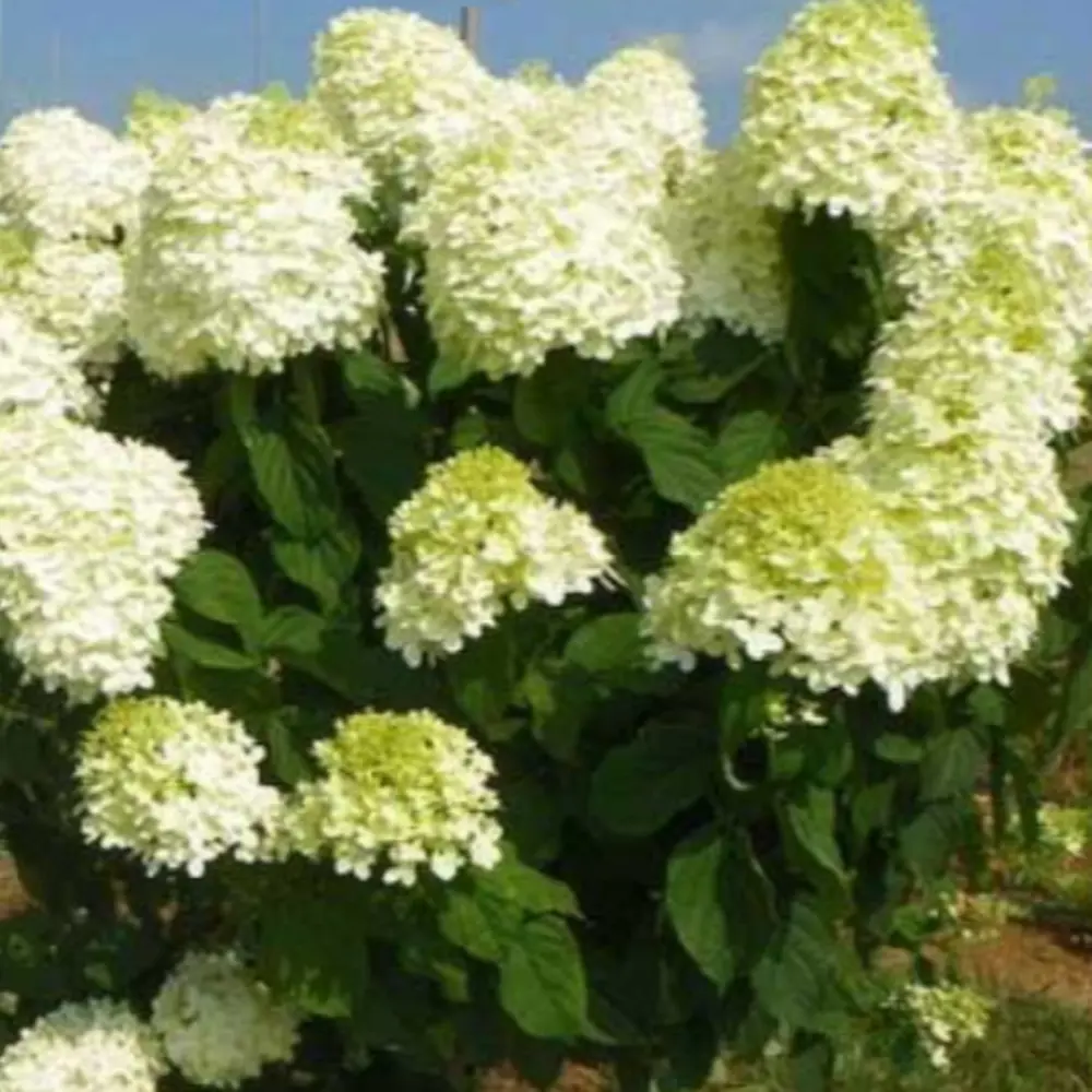 Гортензия метельчатая Полар Бир - многолетний декоративный кустарник 89427987 Santreyd STLM-1580428