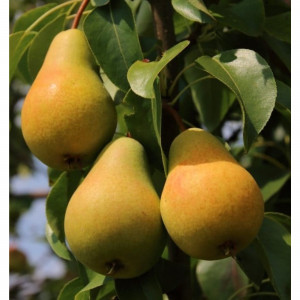 85607968 Груша Москвичка ø20 h140 см