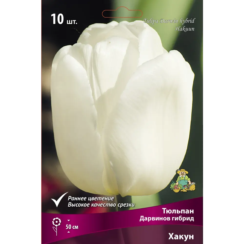 Тюльпан Дарвинов гибрид Хакун GEOLIA STLM-2142201