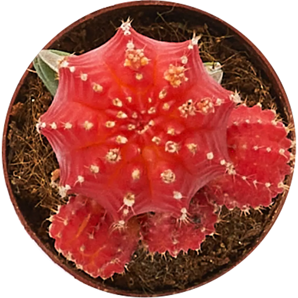 Santreyd Гимнокалициум микс - цветущий кактус для дома ø8×20 см 85325011 STLM-0061561 - Вид №2