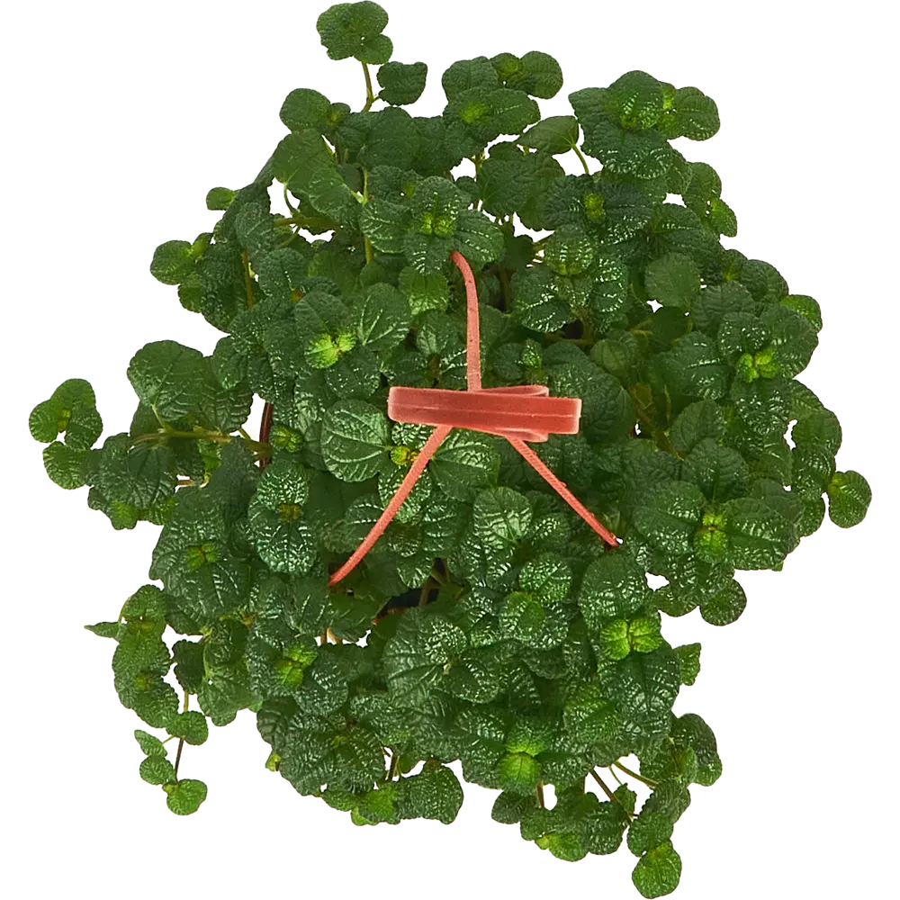 Santreyd Пеперомия Монетолистная — изящное комнатное растение с декоративной листвой 85535962 STLM-0063570 - Вид №2