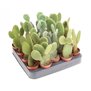 Опунция микс Santreyd в горшке ø5 h8 см - суккулент для интерьера 89400386