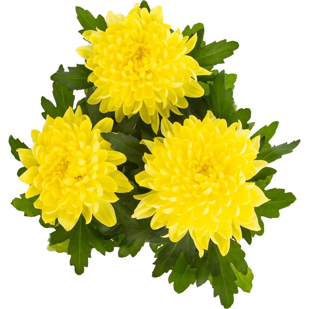 Хризантема Santreyd деко микс - комнатное цветущее чудо 82579927 STLM-0030540 - Вид №1