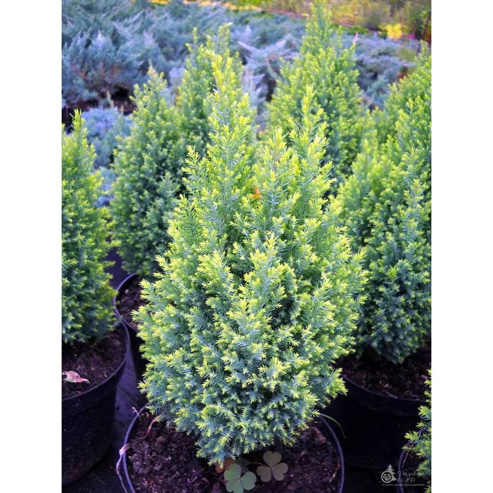 Кипарисовик Лавсона Элвудс Голд ø13 h20 - 30 см 87691134 STLM-2113908 PLANTMARKET 