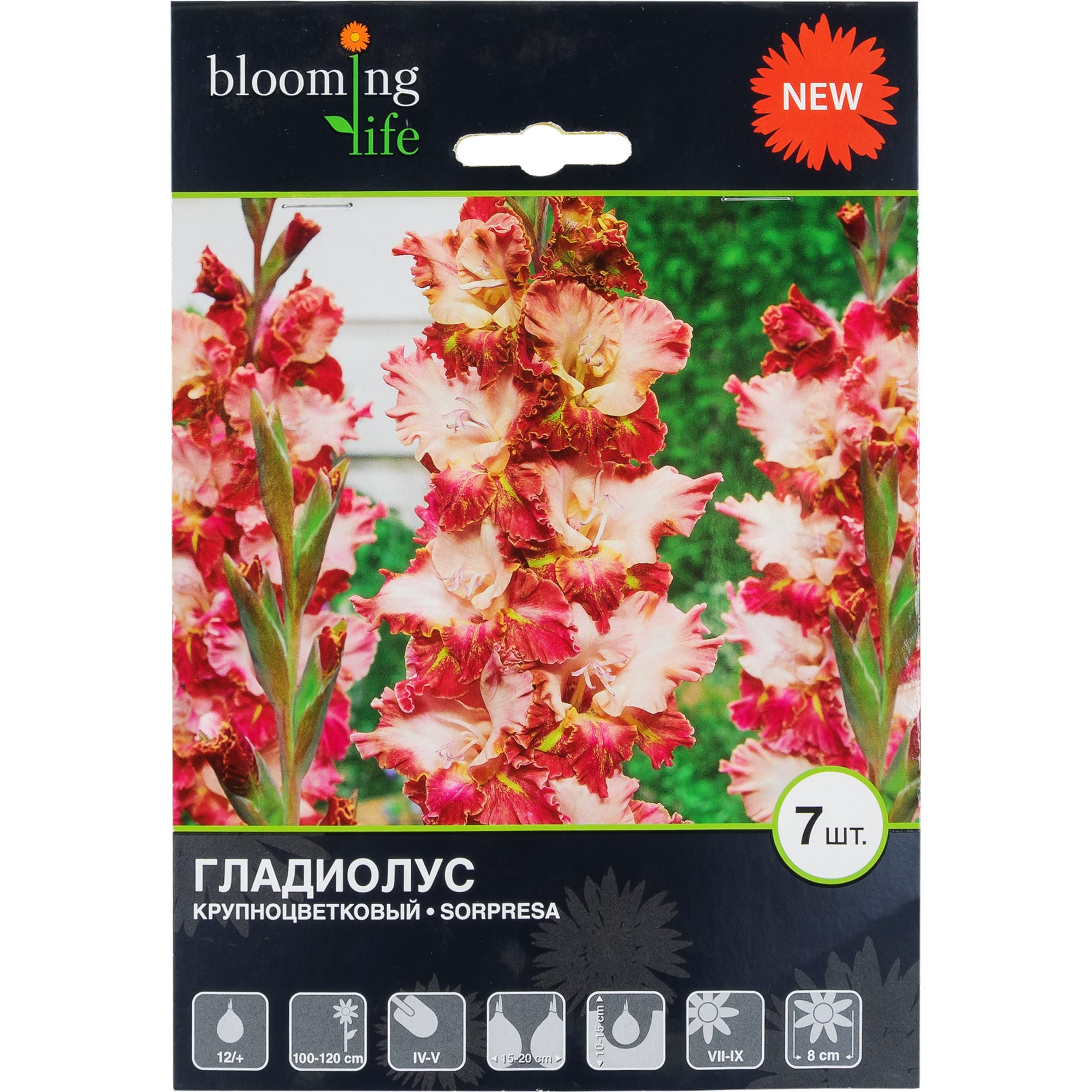 82120067 Гладиолус крупноцветковый «Сорпреса» Santreyd 