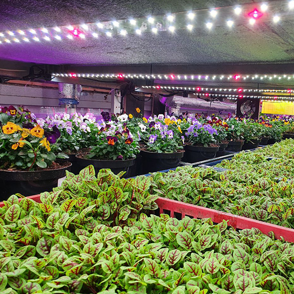 3395 Биколор Комфорт 2.5.b - Рассада,Микрозелень. Белый свет. LAB.Space  - Вид №6