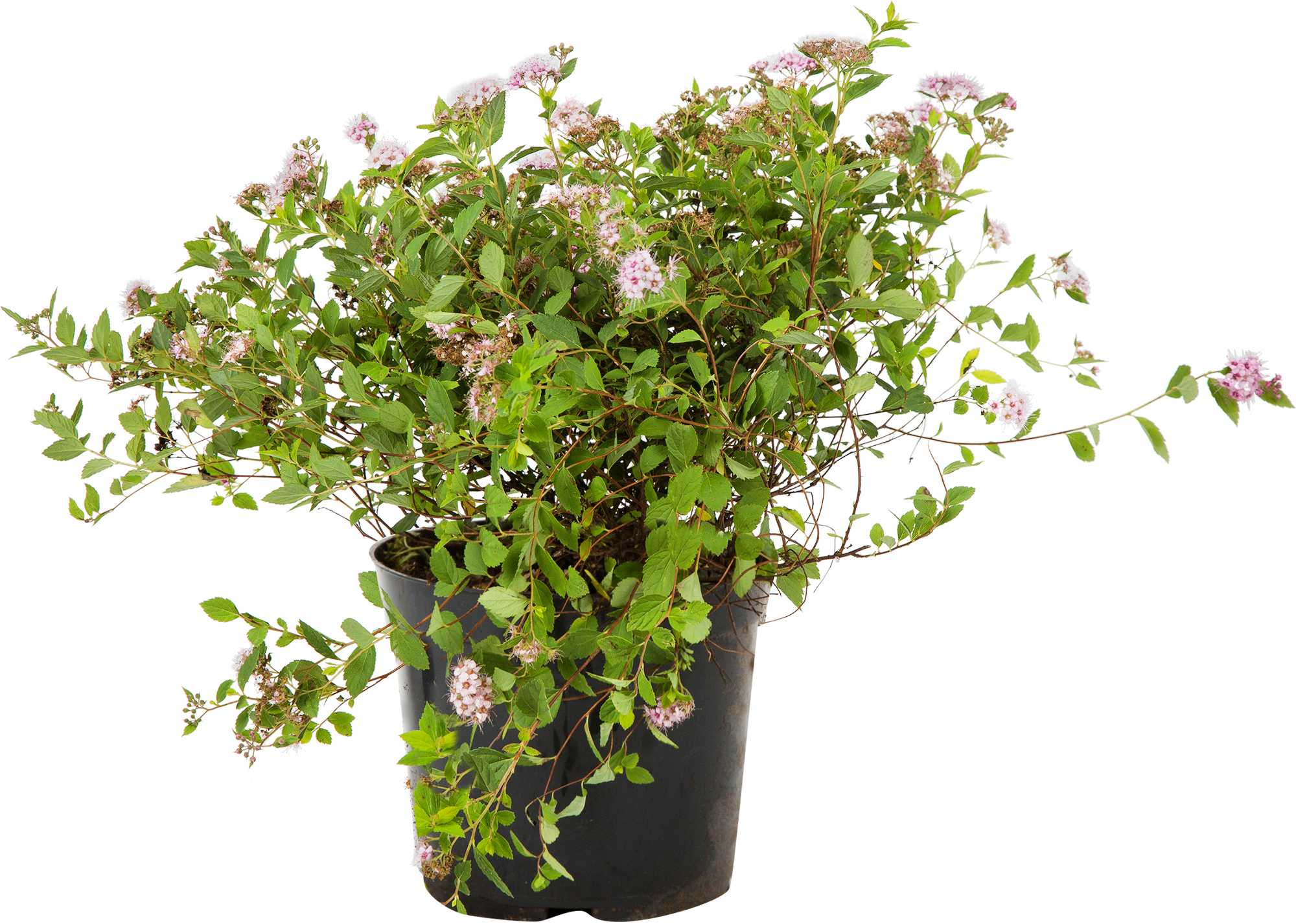 Спирея японская Литл Принцес от PLANTMARKET - карликовый цветущий кустарник 82356738