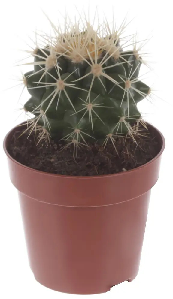 Santreyd Эхинокактус Грузони — золотой шар для интерьера 81959347