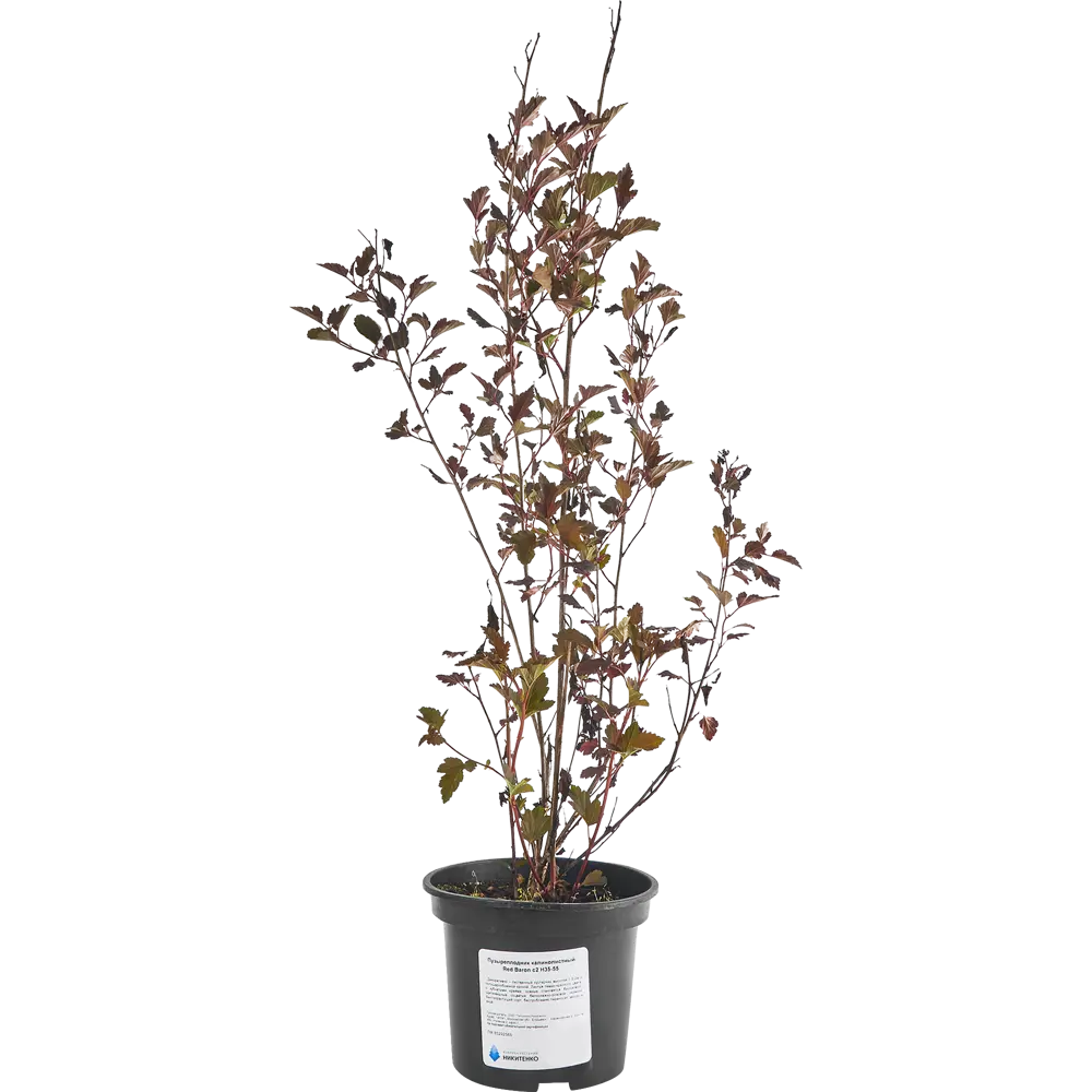 Пузыреплодник Red Baron от Santreyd - декоративный кустарник с красной листвой 85292565 STLM-0949327 - Вид №2