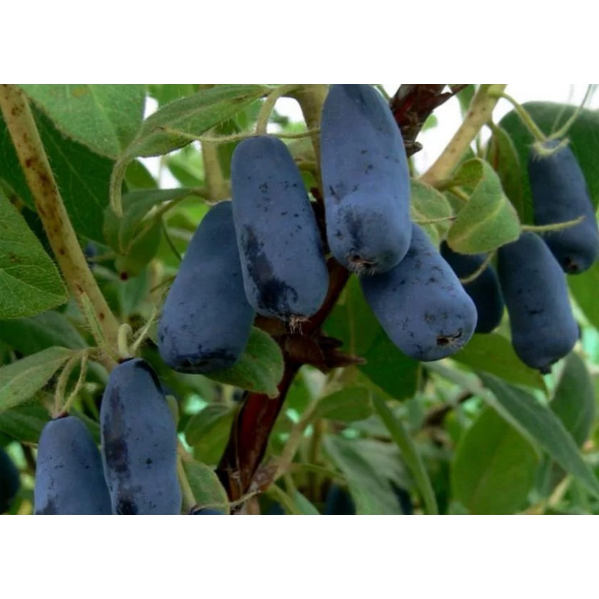 82597084 Жимолость плодовая «Волхова» C2 высота 50 см Santreyd  - Вид №3