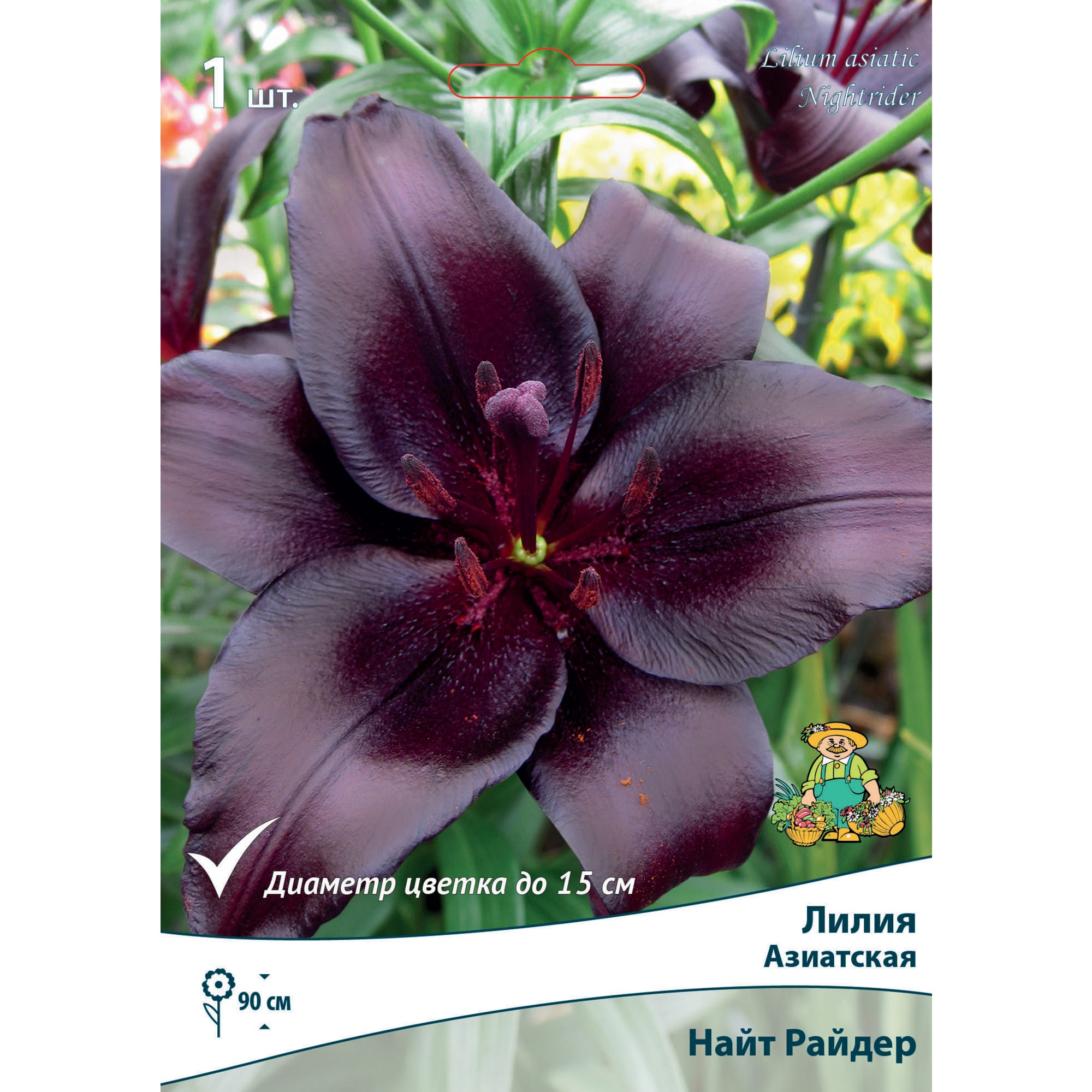 83597451 Лилия азиатская Найт Райдер луковица 14/16 Santreyd 