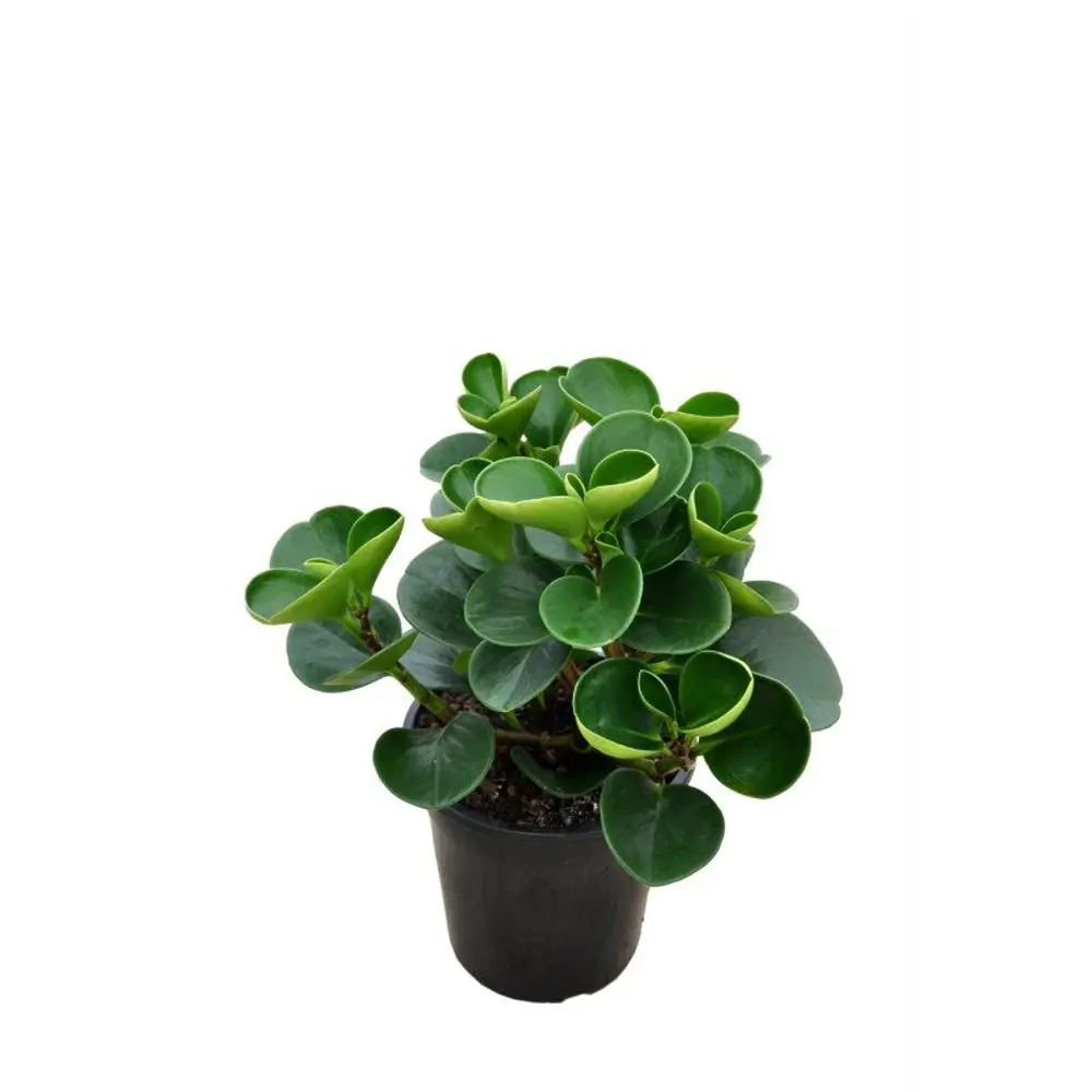 Пеперомия туполистная - комнатное растение в горшке ø12 см 89436442 Santreyd STLM-1582308