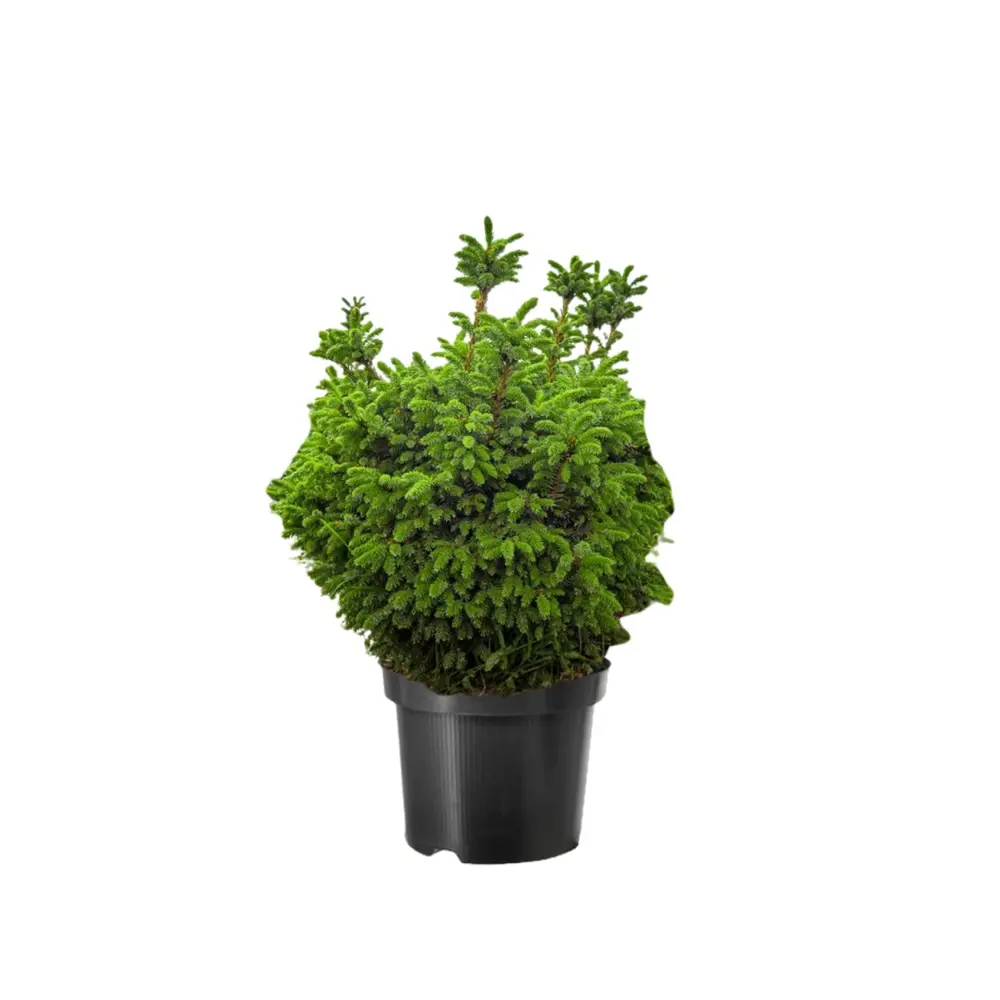 Ель сербская Нана ø40 h88 см Santreyd STLM-2107964