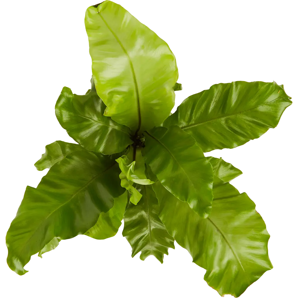 Асплениум Santreyd Росток - тропический папоротник для интерьера 84587065 STLM-0052406 - Вид №1