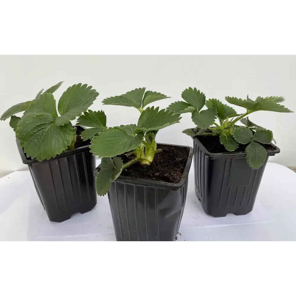 Santreyd Земляника Вима Ксима - крупноплодный сорт для обильного урожая 89366447 STLM-0950073