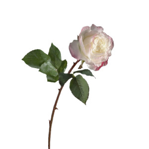 210151-54 ABHIKA РОЗА ГОЛЛАНЧИЯ ОТКРЫТА PINKCREAM