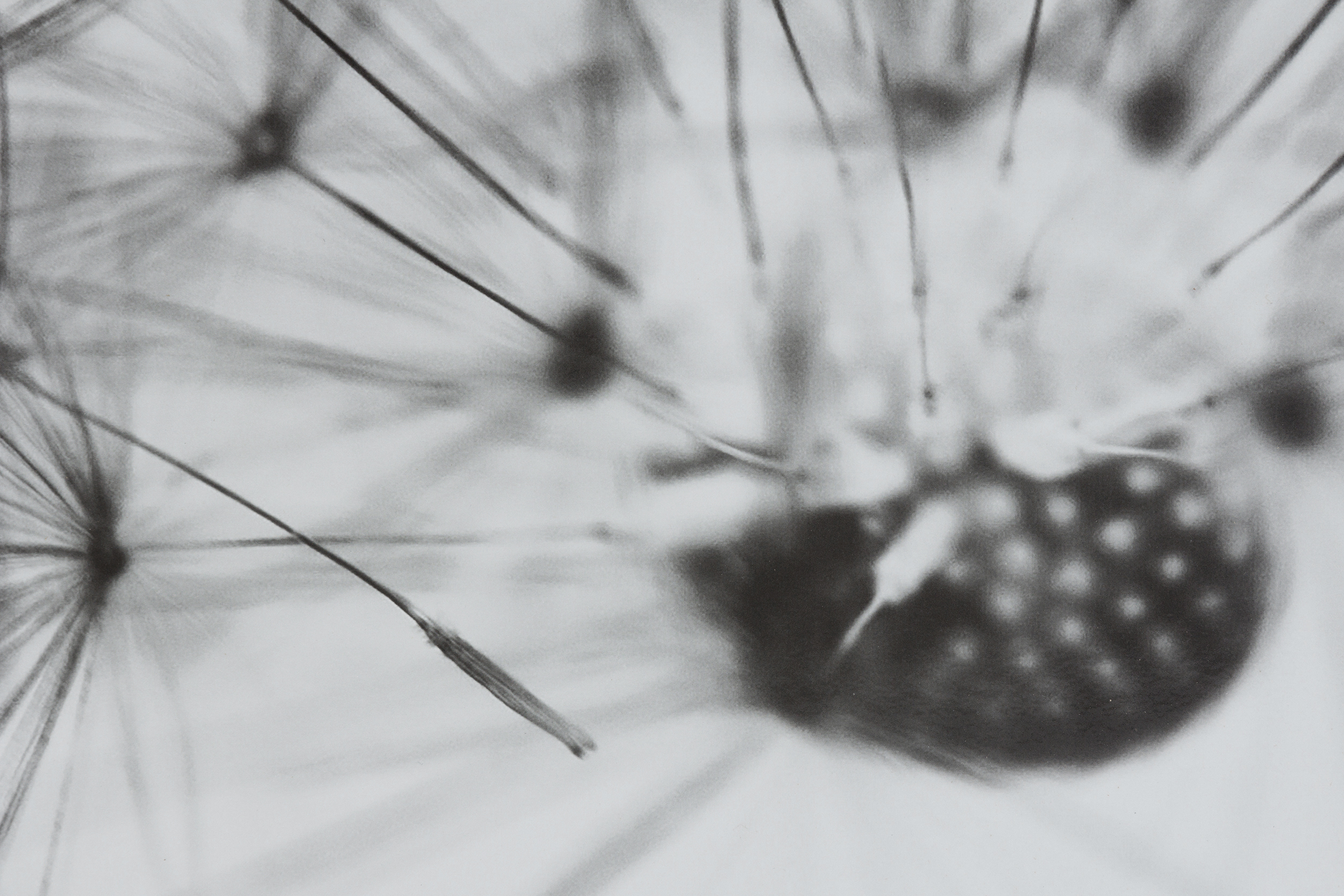 8433840552637 Картина Small Calantha одуванчик 40x30 GUDEE  - Вид №1