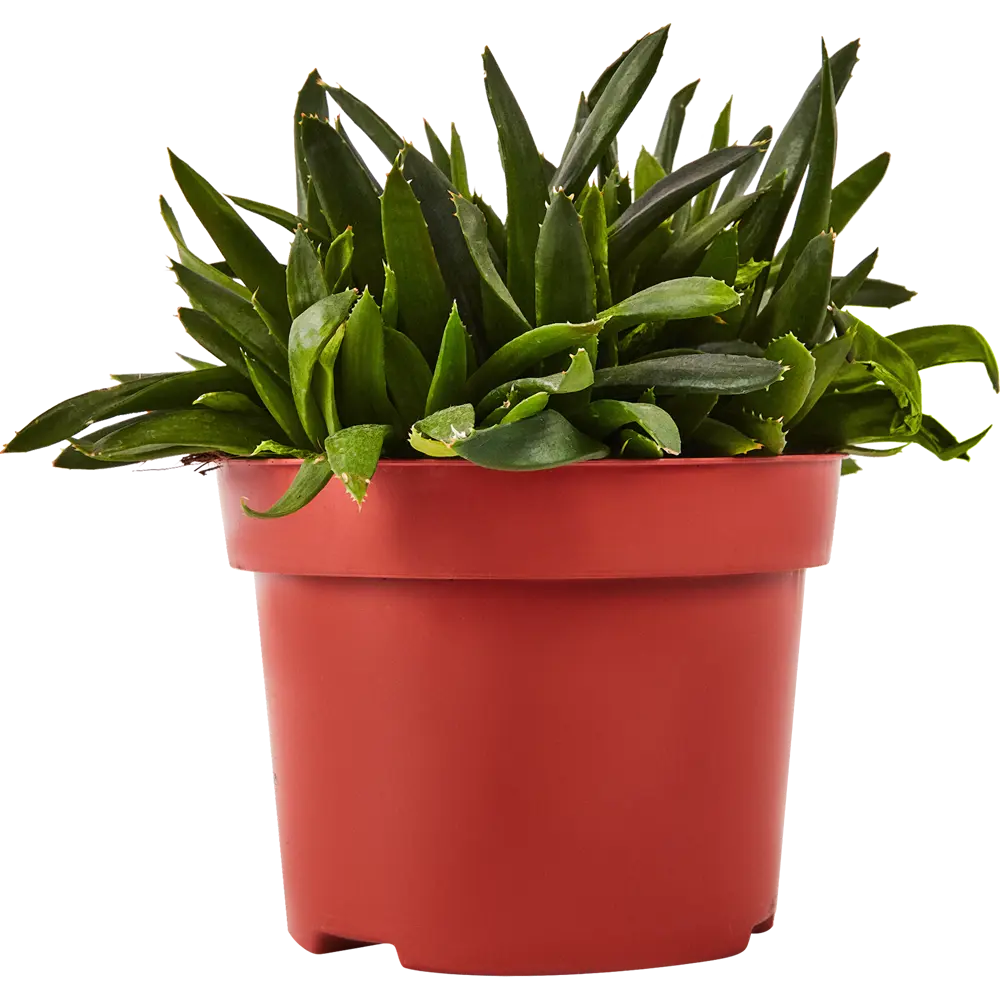 Santreyd Суккулент Рокс микс - живой декор для интерьера 87819731 STLM-0075901