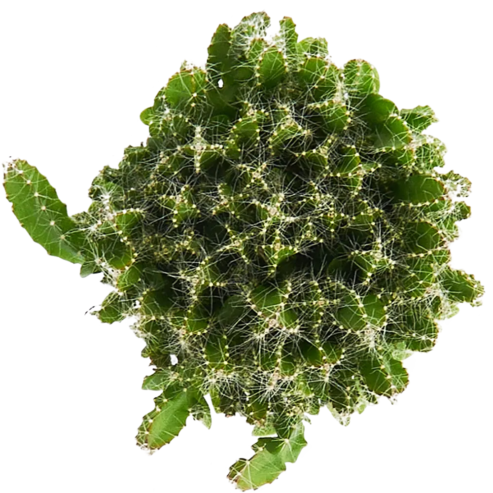 Santreyd Хилоцереус Ундатус — миниатюрный кактус для интерьера 85324861 STLM-0061473 - Вид №2