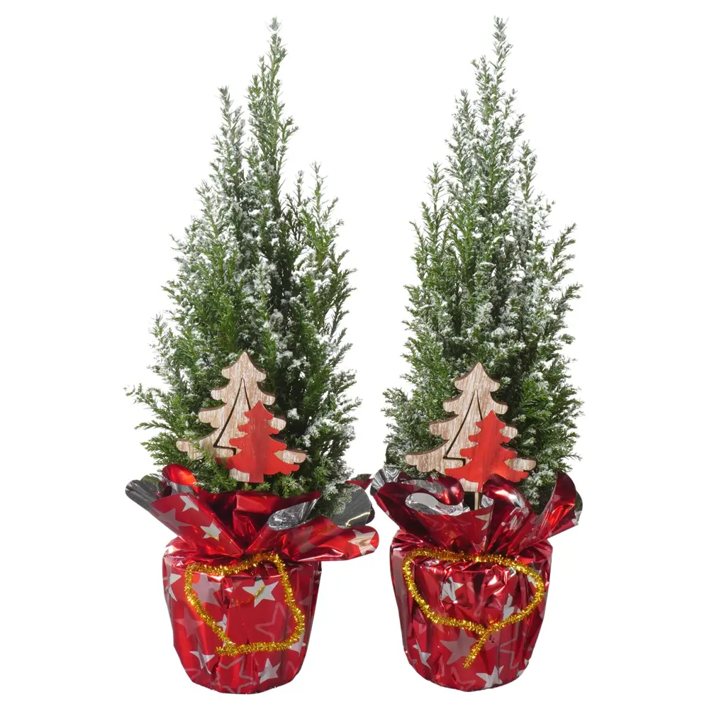 Кипарисовик Элвуда 114 ø9 h35 см 89404478 STLM-2036138 Santreyd 