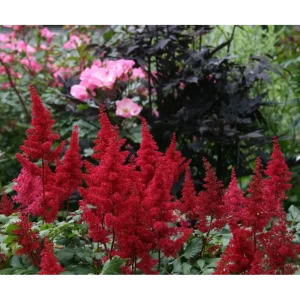 Santreyd Астильба Арендса Фанал - яркий многолетник для тенистого сада 85324893