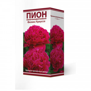 82000239 Пион молочноцветковый «Феликс Крауссе», высота 50 см, 1 шт.