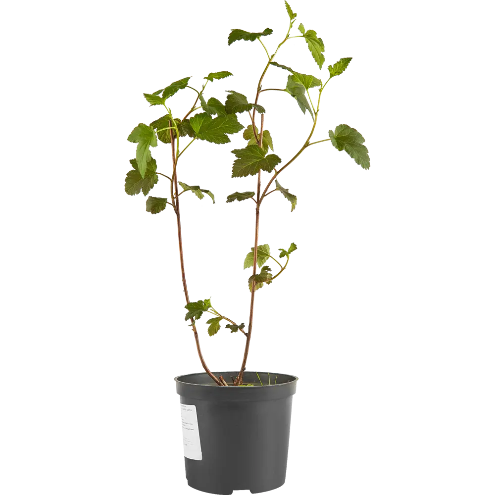 Пузыреплодник калинолистный Диабло ø15 h35 см 84828797 STLM-2166291 PLANTMARKET  - Вид №1