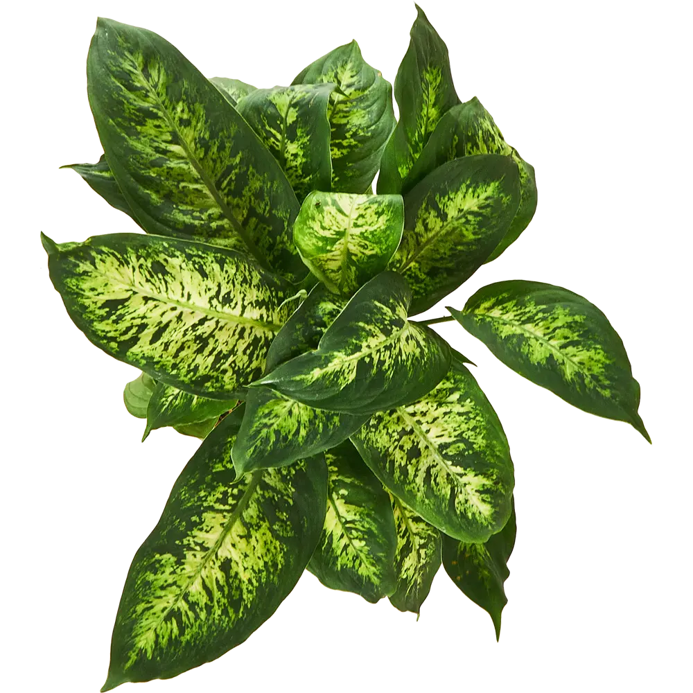 Диффенбахия Santreyd с кремовыми листьями в горшке ø17 h60 см 87959830 STLM-0076386 - Вид №2