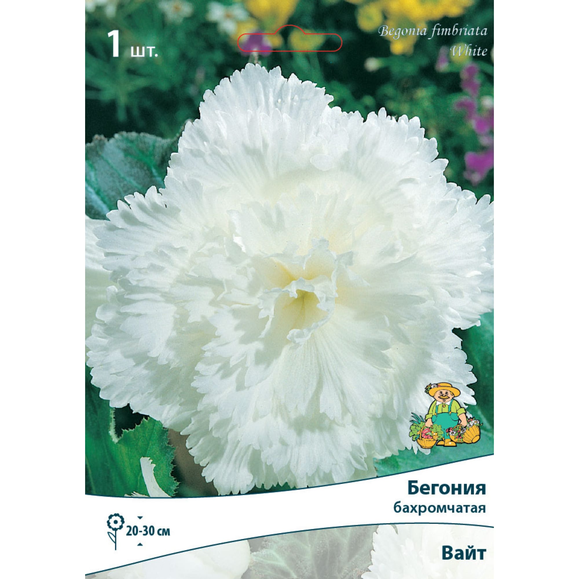 83593711 Бегония бахромчатая Вайт луковица 5/6 Santreyd 