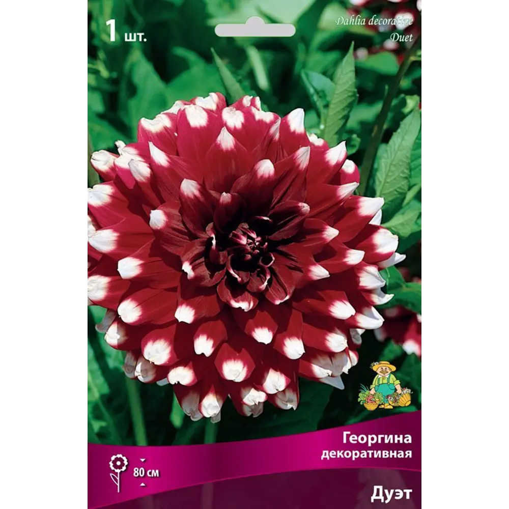 Георгина декоративная Дуэт луковица I ПОИСК STLM-2065579