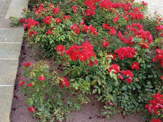 GRANULATI ZANDOBBIO Слив минеральной мульчи Prodotti complementari sun-id-1467358 - Вид №7