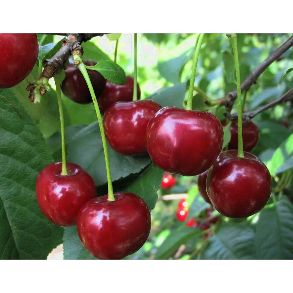 Дюк гибридный Спартанка пакет 89465405 STLM-2016934 PLANTMARKET 