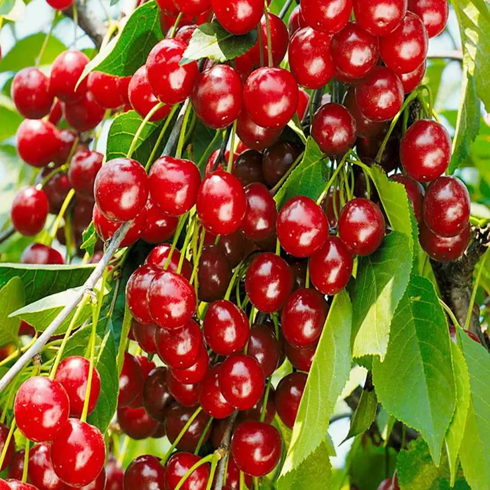 Вишня Любская пакет 89465400 STLM-2056621 PLANTMARKET 