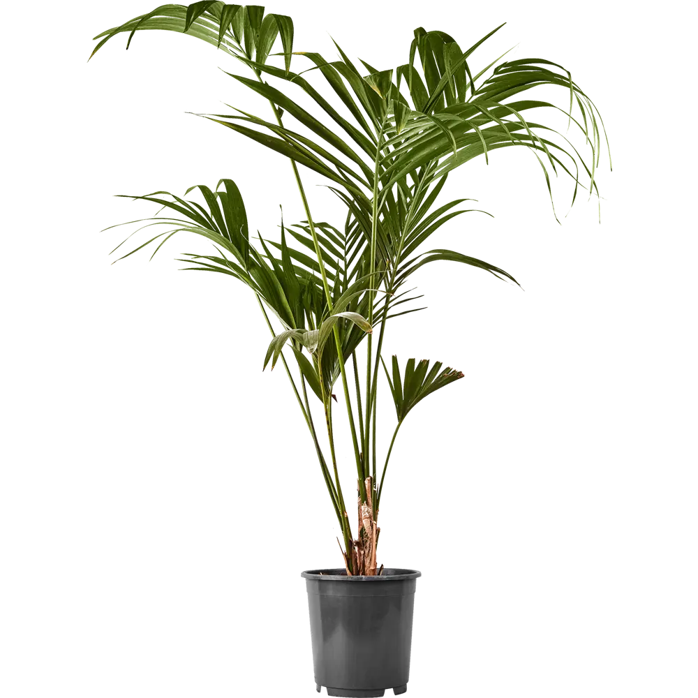 Ховея Форстера Santreyd — элегантная пальма для вашего интерьера 84586933 STLM-1364018