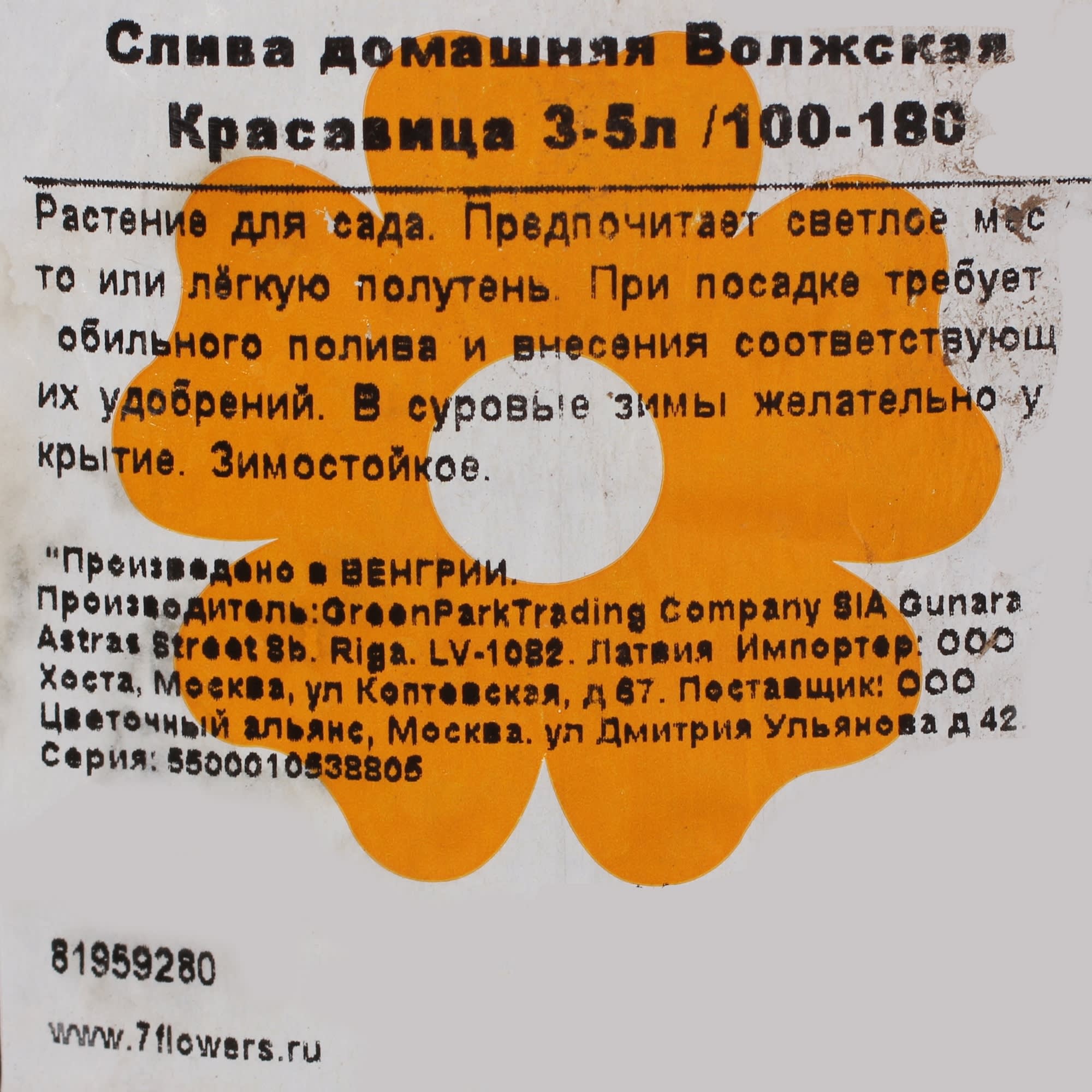 81959280 Слива «Волжская красавица» 3-5 л/100 Santreyd  - Вид №1