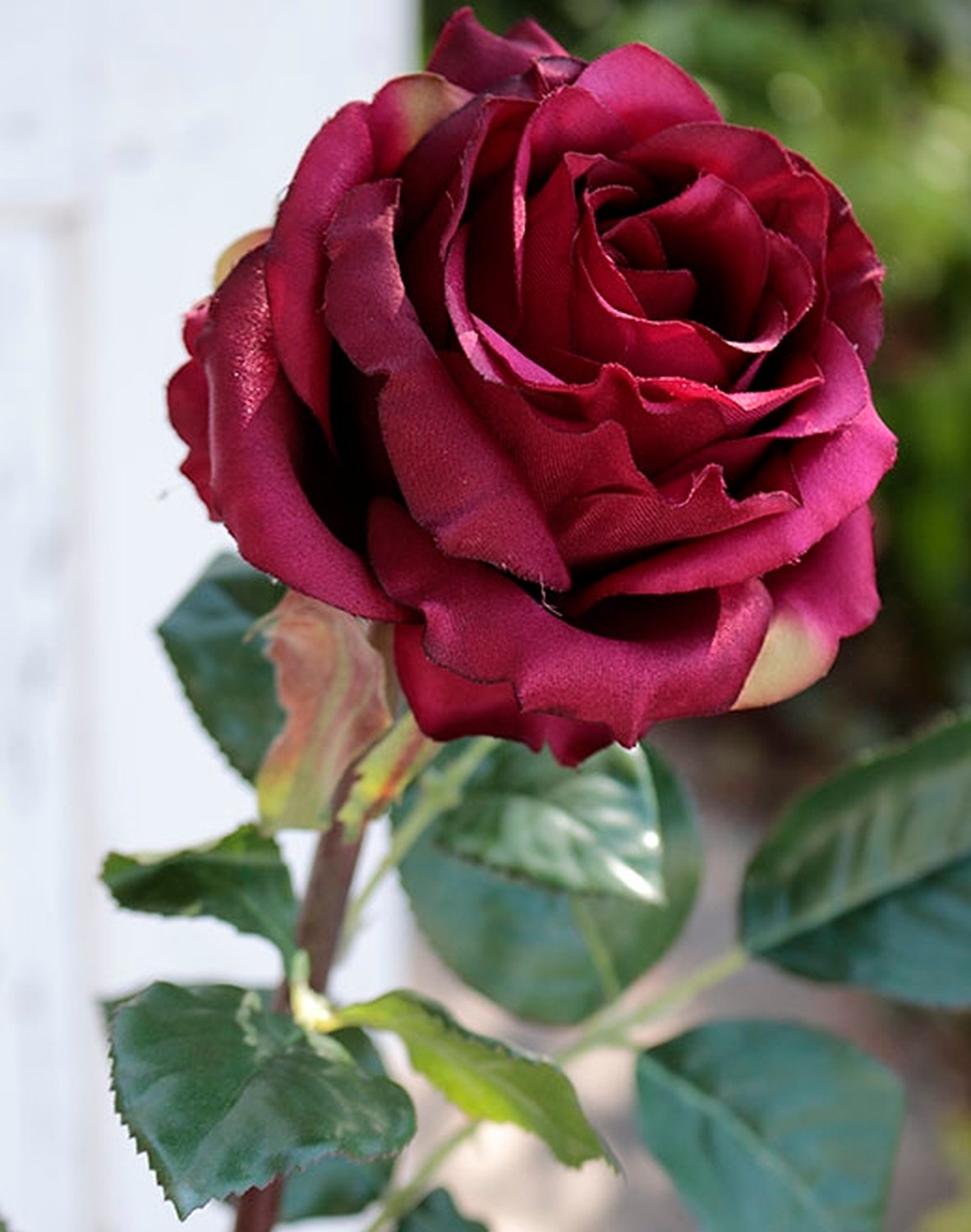 2313 442 a2 Ложная роза 'Curiosa', 77 см, бордовый H-andreas  - Вид №2