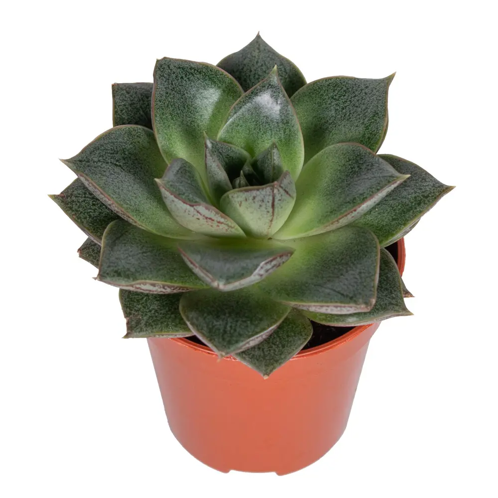 Santreyd Эхеверия микс - суккулент в виде изящной розетки 85325020 STLM-0061570 - Вид №3
