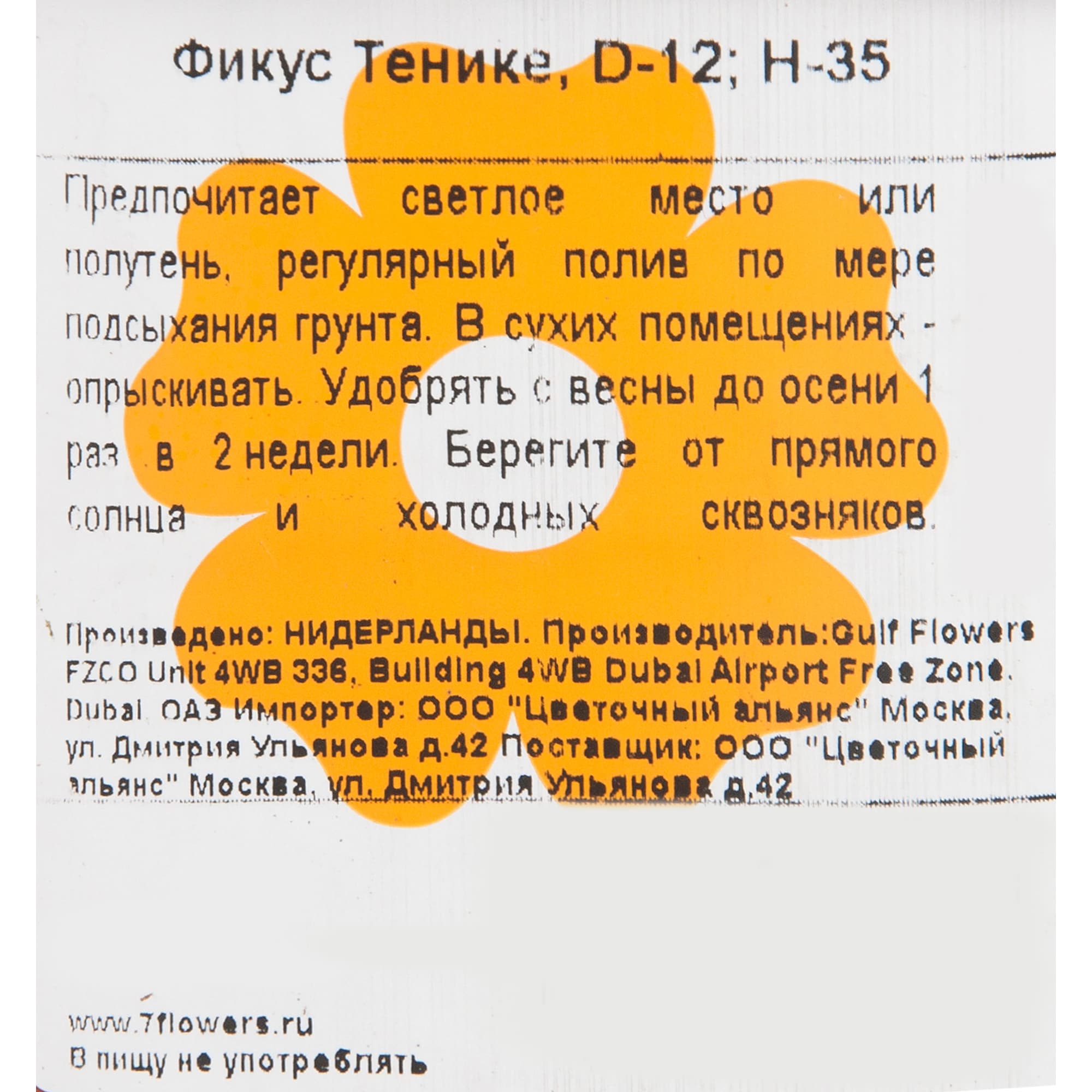 82548516 Фикус Тенике 12х35 см Santreyd  - Вид №2