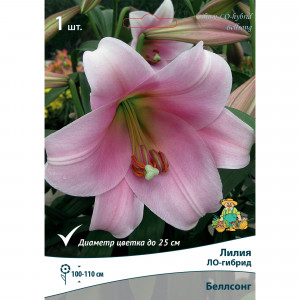 83597415 Лилия ЛО-гибрид Беллсонг луковица 14/16