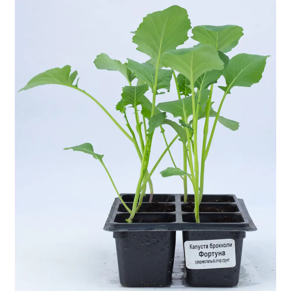 Капуста Брокколи h15 см Santreyd STLM-2069837