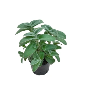 Традесканция Силламонтана — декоративное комнатное растение с зеленой листвой 89436443