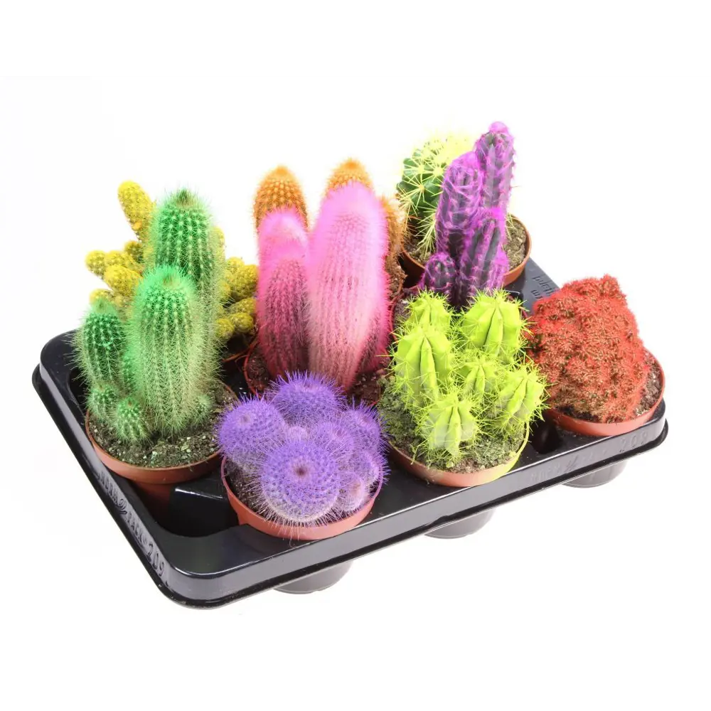 Кактус Рейнбоу микс в горшке ø10.5 см 89441585 Santreyd STLM-1582935