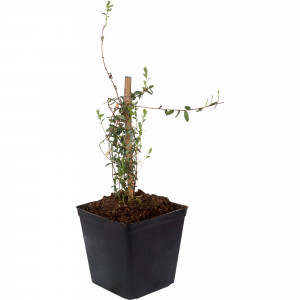 18321355 Клюква крупноплодная С1, 30 см