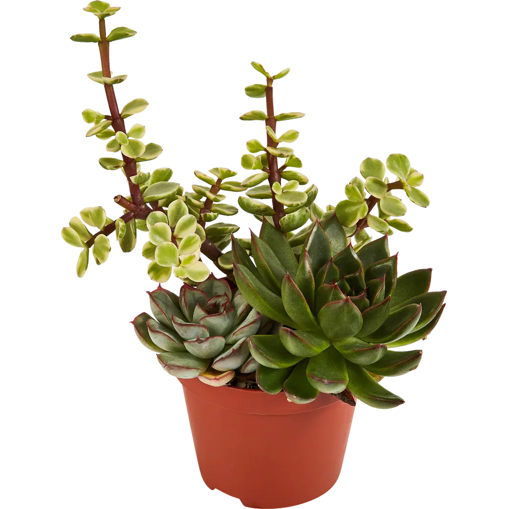 Santreyd Суккулент Трио микс — композиция миниатюрных растений для интерьера 87819716 STLM-0075897 - Вид №1